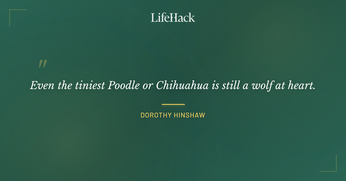Quote by Dorothy Hinshaw