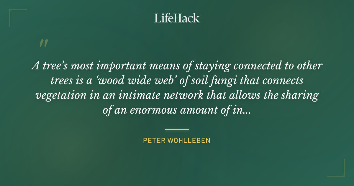 Quote by Peter Wohlleben